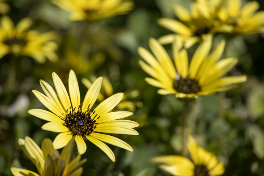 Daisy